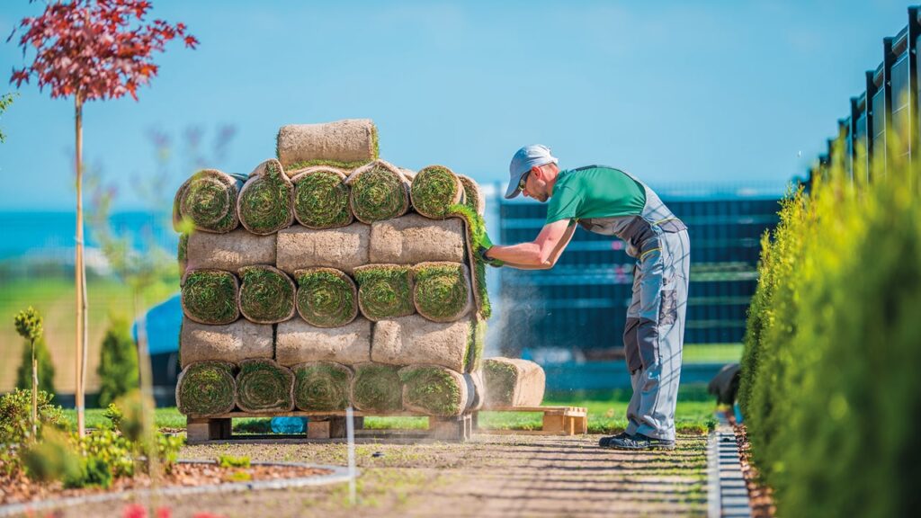 Zakładanie trawnika w rolce – łatwa pielęgnacja i jakość | Zielona Rolka
