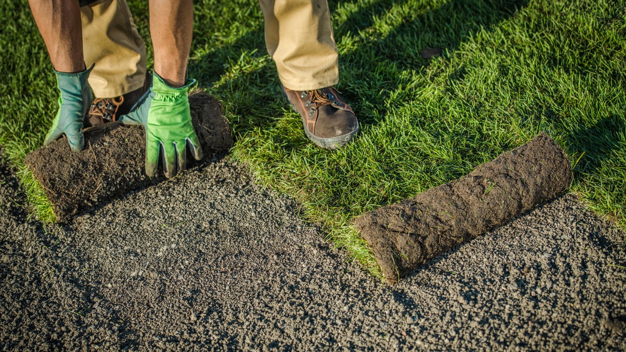 Zakładanie trawnika w rolce – łatwa pielęgnacja i jakość | Zielona Rolka