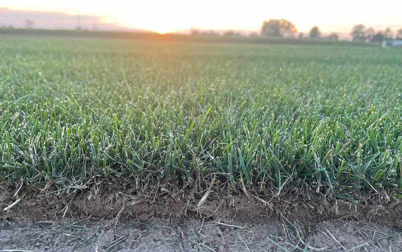 Jak wybrać najlepszą darń. |Zielona Rolka